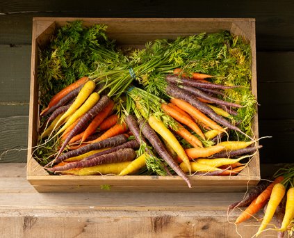 Carrots - Rainbow
