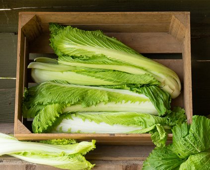 Chinese Cabbage