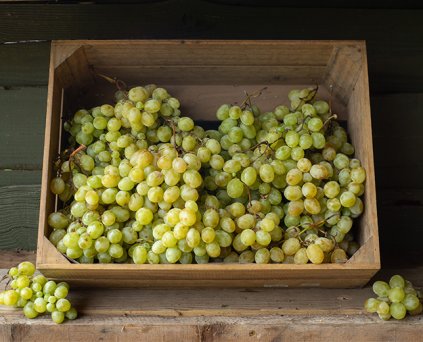 Grapes